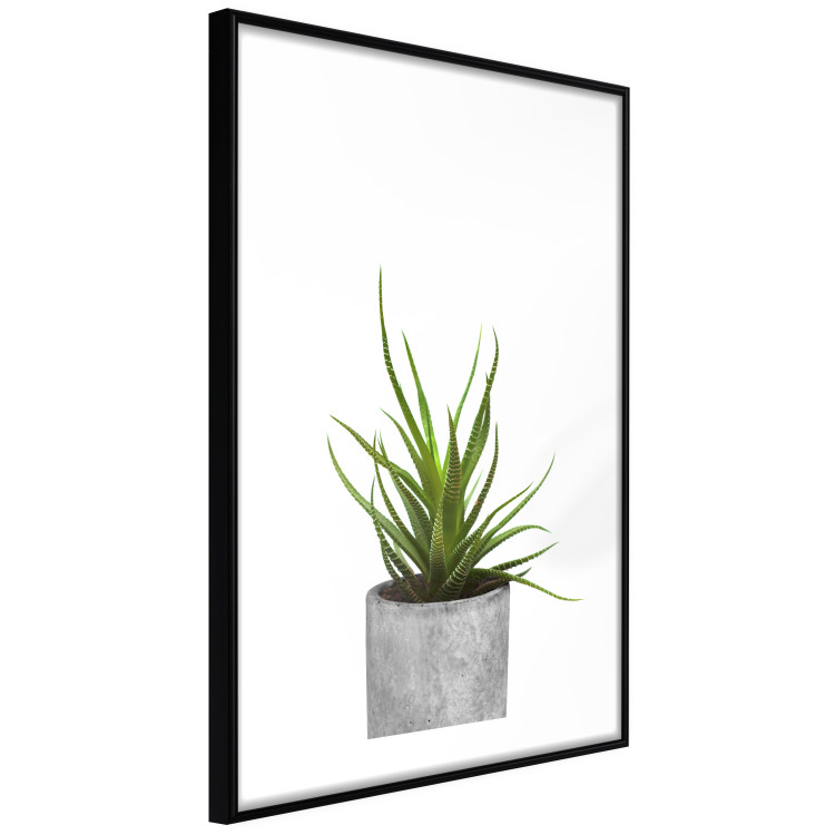 Wall Poster Haworthia - simple composition with a green plant in a concrete pot 116651 additionalImage 12