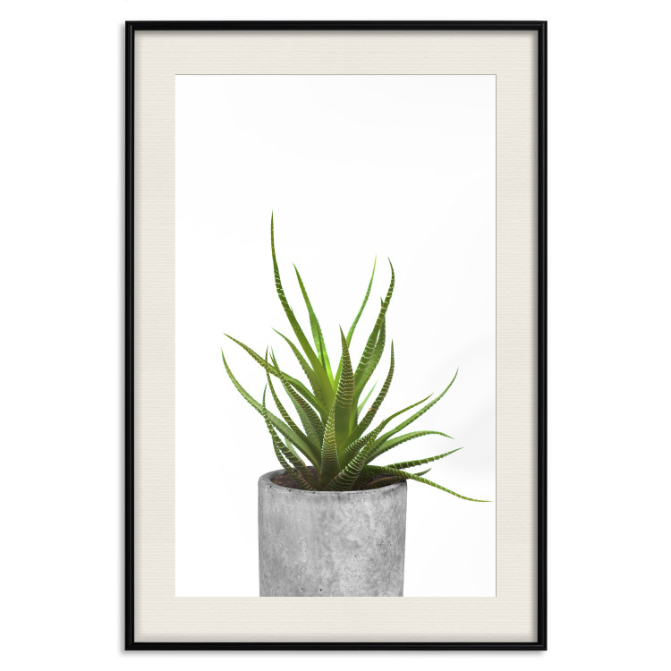 Wall Poster Haworthia - simple composition with a green plant in a concrete pot 116651 additionalImage 18
