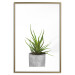 Wall Poster Haworthia - simple composition with a green plant in a concrete pot 116651 additionalThumb 14