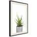 Wall Poster Haworthia - simple composition with a green plant in a concrete pot 116651 additionalThumb 13