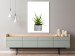 Wall Poster Haworthia - simple composition with a green plant in a concrete pot 116651 additionalThumb 8