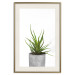 Wall Poster Haworthia - simple composition with a green plant in a concrete pot 116651 additionalThumb 19
