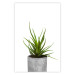 Wall Poster Haworthia - simple composition with a green plant in a concrete pot 116651