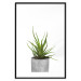 Wall Poster Haworthia - simple composition with a green plant in a concrete pot 116651 additionalThumb 17