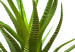 Wall Poster Haworthia - simple composition with a green plant in a concrete pot 116651 additionalThumb 6