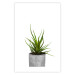 Wall Poster Haworthia - simple composition with a green plant in a concrete pot 116651 additionalThumb 25