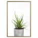 Wall Poster Haworthia - simple composition with a green plant in a concrete pot 116651 additionalThumb 20