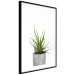 Wall Poster Haworthia - simple composition with a green plant in a concrete pot 116651 additionalThumb 12