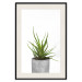 Wall Poster Haworthia - simple composition with a green plant in a concrete pot 116651 additionalThumb 18