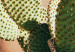 Wall Poster Cactus in a Pot - succulent in a pot against the bright sunlight 134751 additionalThumb 11