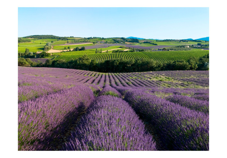 Wall Mural Lavender fields 60451 additionalImage 1