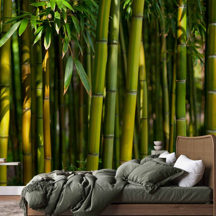 Wall Mural Asian bamboo forest 61451 additionalImage 2