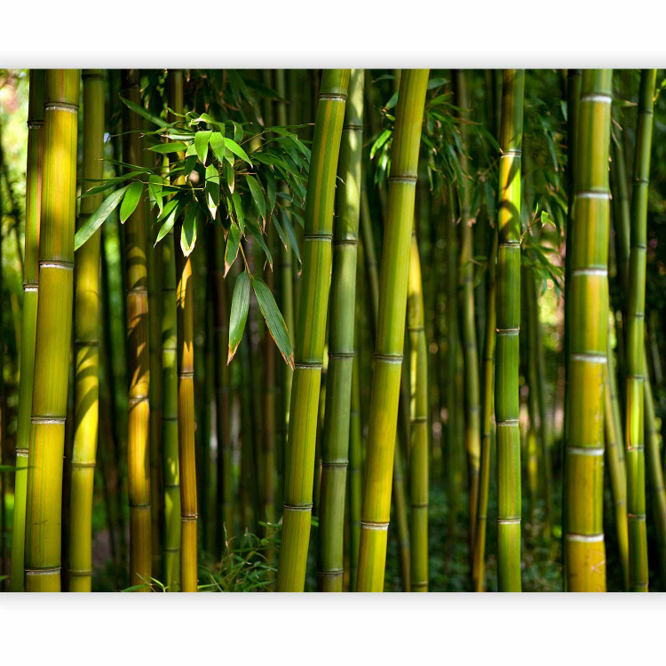 Wall Mural Asian bamboo forest 61451 additionalImage 1