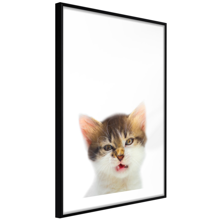 Poster Annoyed cat - white-brown kitten with a funny expression on its face 114961 additionalImage 11