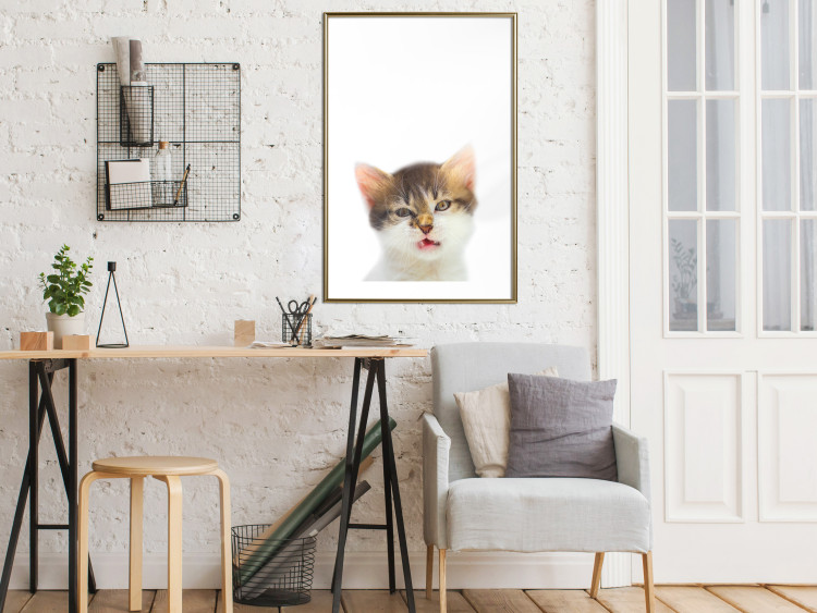 Poster Annoyed cat - white-brown kitten with a funny expression on its face 114961 additionalImage 13