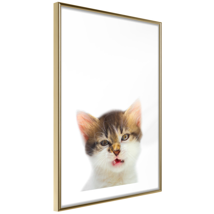 Poster Annoyed cat - white-brown kitten with a funny expression on its face 114961 additionalImage 6