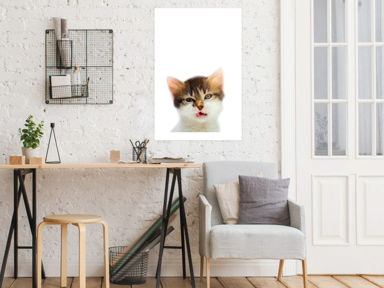Poster Annoyed cat - white-brown kitten with a funny expression on its face 114961 additionalImage 2