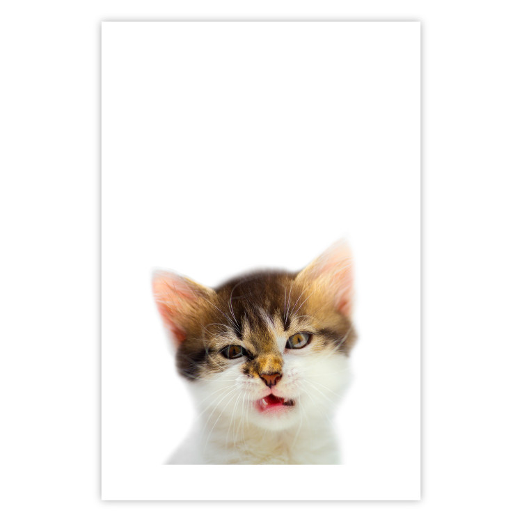 Poster Annoyed cat - white-brown kitten with a funny expression on its face 114961 additionalImage 19
