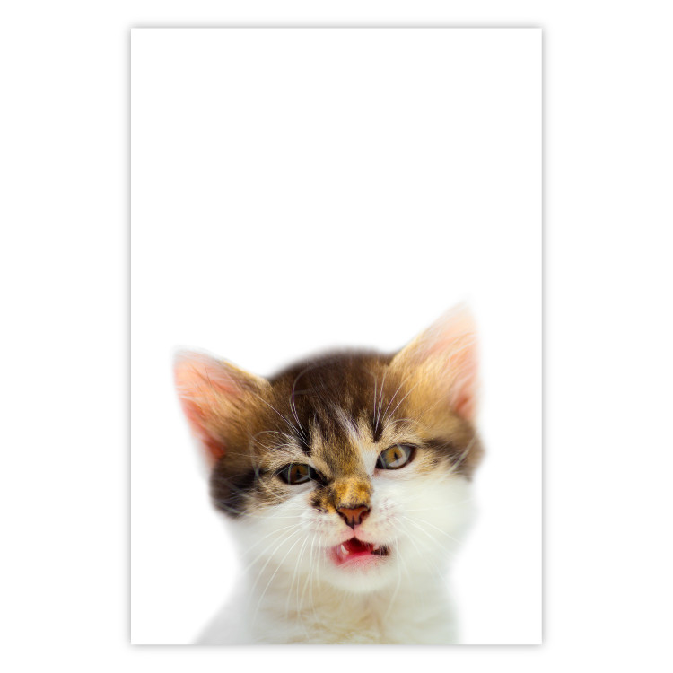 Poster Annoyed cat - white-brown kitten with a funny expression on its face 114961