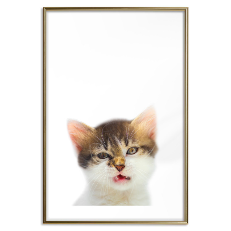 Poster Annoyed cat - white-brown kitten with a funny expression on its face 114961 additionalImage 14