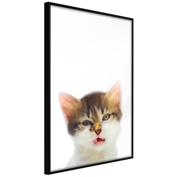 Poster Annoyed cat - white-brown kitten with a funny expression on its face 114961 additionalImage 10