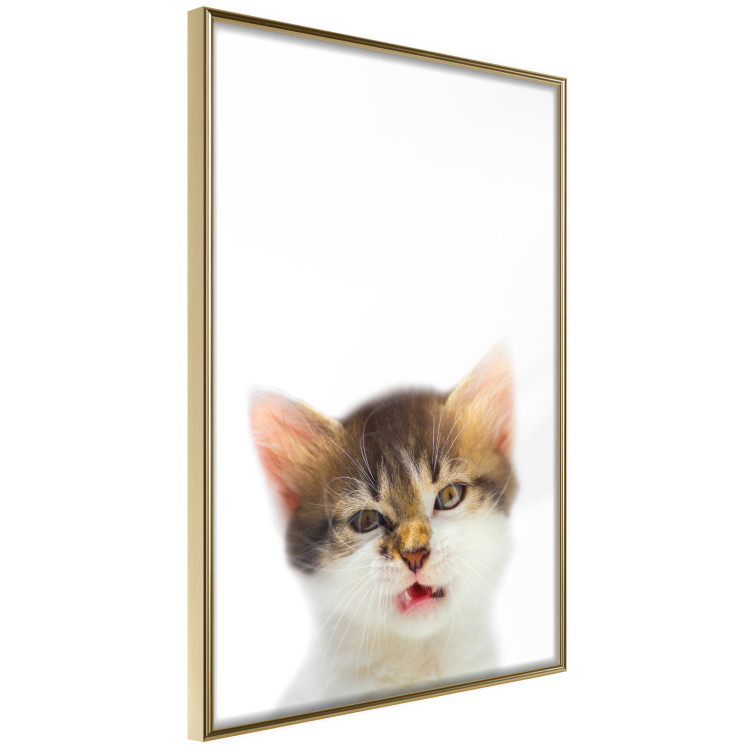 Poster Annoyed cat - white-brown kitten with a funny expression on its face 114961 additionalImage 12