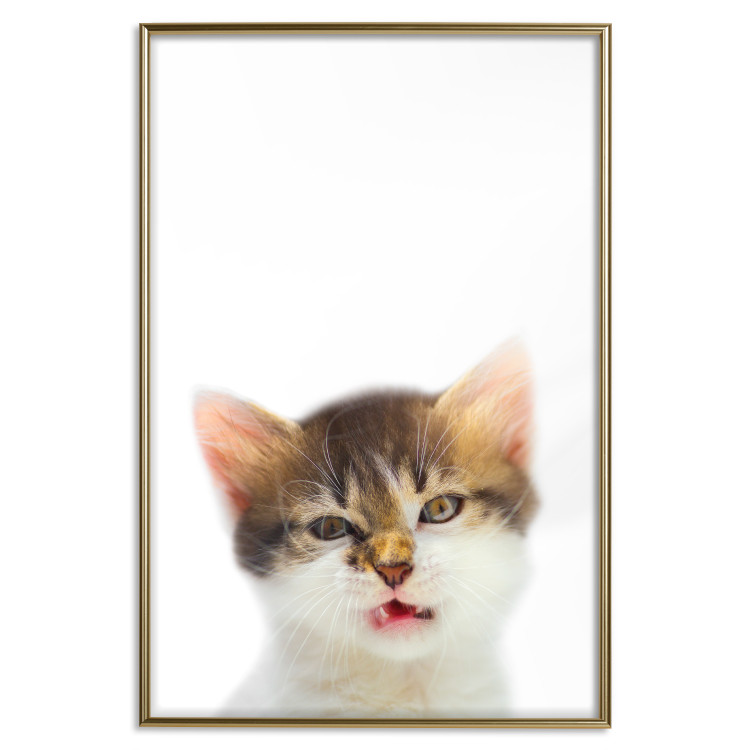 Poster Annoyed cat - white-brown kitten with a funny expression on its face 114961 additionalImage 16