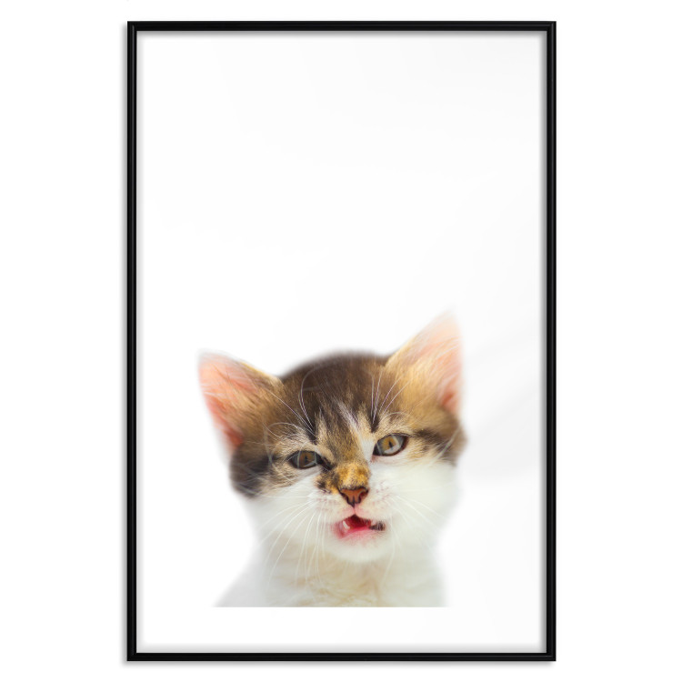 Poster Annoyed cat - white-brown kitten with a funny expression on its face 114961 additionalImage 15