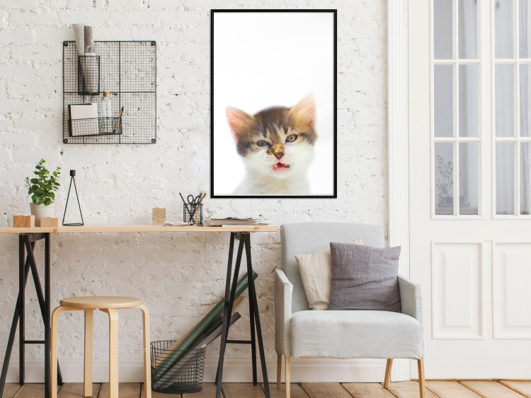 Poster Annoyed cat - white-brown kitten with a funny expression on its face 114961 additionalImage 3
