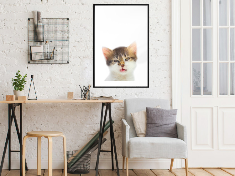 Poster Annoyed cat - white-brown kitten with a funny expression on its face 114961 additionalImage 4