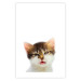 Poster Annoyed cat - white-brown kitten with a funny expression on its face 114961 additionalThumb 19