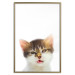 Poster Annoyed cat - white-brown kitten with a funny expression on its face 114961 additionalThumb 16