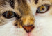 Poster Annoyed cat - white-brown kitten with a funny expression on its face 114961 additionalThumb 8