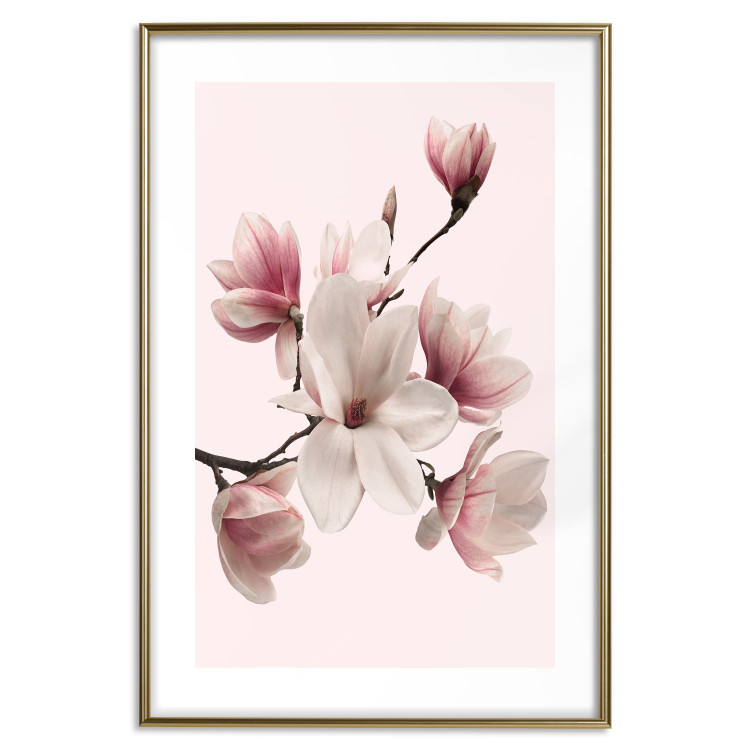 Wall Poster Delicate Magnolias - composition with light pink flowers on a pastel background 117161 additionalImage 14