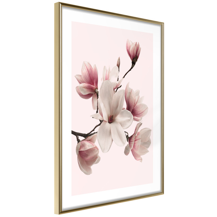 Wall Poster Delicate Magnolias - composition with light pink flowers on a pastel background 117161 additionalImage 6
