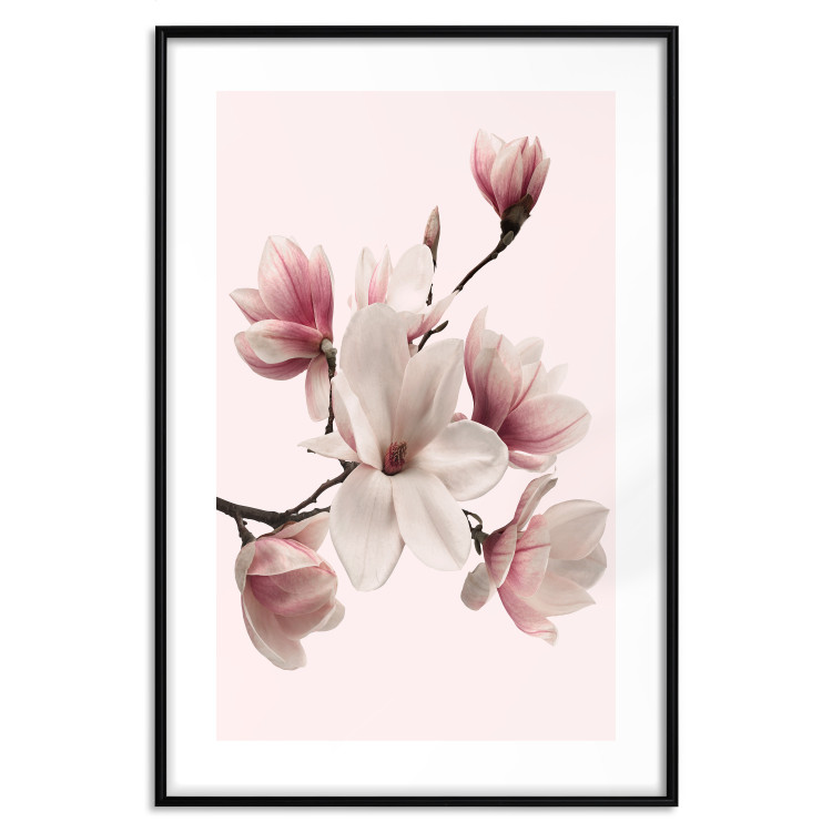 Wall Poster Delicate Magnolias - composition with light pink flowers on a pastel background 117161 additionalImage 15