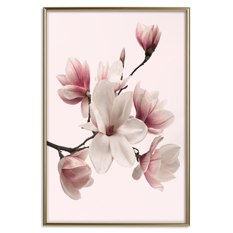 Wall Poster Delicate Magnolias - composition with light pink flowers on a pastel background 117161 additionalImage 16