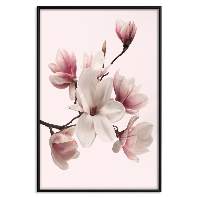 Wall Poster Delicate Magnolias - composition with light pink flowers on a pastel background 117161 additionalImage 18
