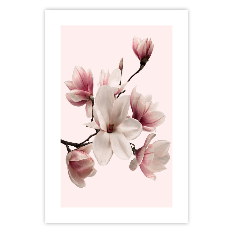 Wall Poster Delicate Magnolias - composition with light pink flowers on a pastel background 117161 additionalImage 19