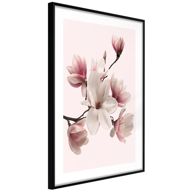 Wall Poster Delicate Magnolias - composition with light pink flowers on a pastel background 117161 additionalImage 11