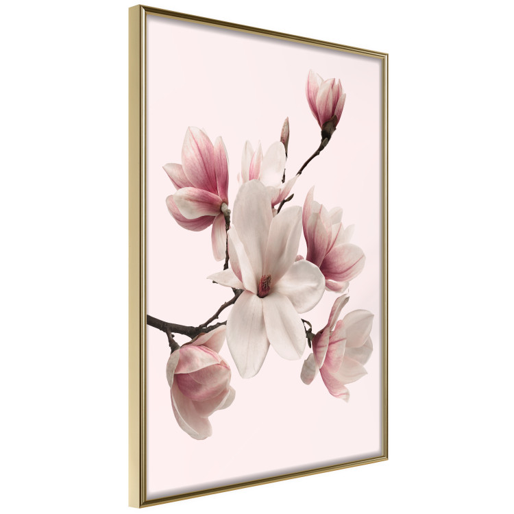 Wall Poster Delicate Magnolias - composition with light pink flowers on a pastel background 117161 additionalImage 12