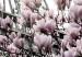 Canvas Magnolias in the Sun of Paris (1-piece) Vertical - spring magnolias 132261 additionalThumb 5