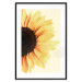 Wall Poster Closer to the Sun - natural sunflower on a gently yellow background 135761 additionalThumb 5