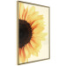Wall Poster Closer to the Sun - natural sunflower on a gently yellow background 135761 additionalThumb 8