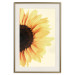 Wall Poster Closer to the Sun - natural sunflower on a gently yellow background 135761 additionalThumb 7