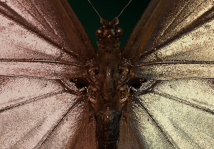 Canvas Butterfly - Insect With Unusual Wings on a Dark Green Background 145761 additionalImage 5