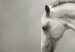 Canvas Print A white horse in motion 58661 additionalThumb 5