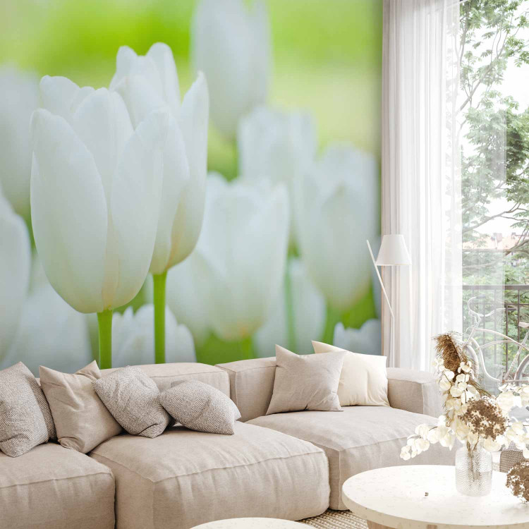 Wall Mural Field of White Flowers - Floral Motif of Bright Tulips 60361
