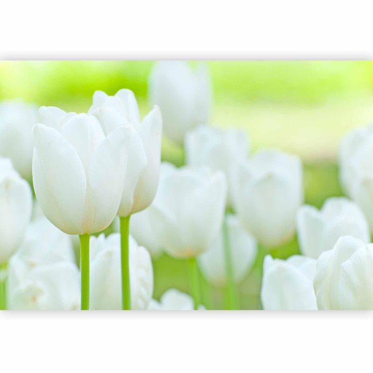 Wall Mural Field of White Flowers - Floral Motif of Bright Tulips 60361 additionalImage 1