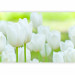 Wall Mural Field of White Flowers - Floral Motif of Bright Tulips 60361 additionalThumb 5